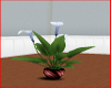 Peace lily, red pot