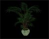 G Club Palm Plant
