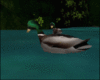 SaMuRai Lake Ducks