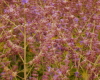 Mauve lavender sticker