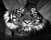 tiger  pic