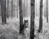 Wolf in the trees