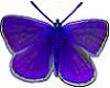 Cobalt Butterfly