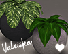 VK~Plant Duo ll