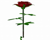 Long Stem Rose