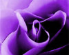 purple rose room
