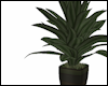 Oakmoss Plant ~