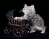 kitten with carriage