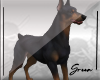 Dog  ~ Doberman