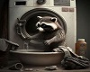 Racoon Washing