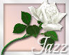 Exquisite White Rose