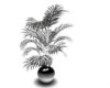 palme plant