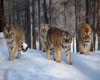 tigers in snow