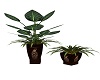 AAP-City Loft Plants