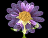 -purple dancing flower-