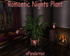 Romantic Nights Plant