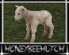 Farm Baby Lamb