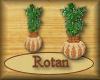 [my]Rotan Plant in Pot