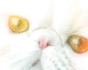 cat Viljo