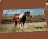 JR Paint Horse Rug