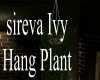 sireva Ivy Hang PLant