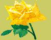 Yellow Rose 04