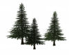 Gig-3 Pine Trees