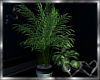 Envy Plant Set