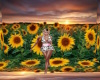 ~Sunflowers Background~