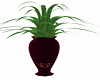 Vase Plant A2