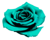 teal rose flower