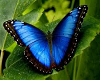 Do.Blue butterfly