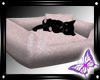 !! Shabby Chic Kitten