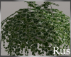 Rus Leaf Hanging Plant 3