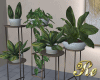 Desire Indoor plants set