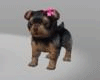 T Terrier Puppy Pet