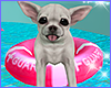 my chihuahua on floatie
