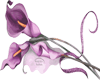 Purple Leli
