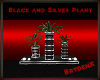 Black and sliver plant