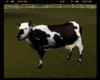 *Animated Cow