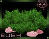 Bush Pink 1a Ⓚ