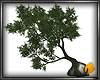 (ED1)Strange tree
