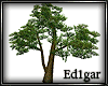 (ED1)Tree-10