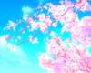 Cherry blossoms bg
