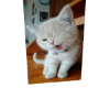 Cat 1
