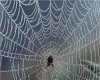 LS Spider Web