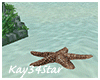 Under the Sea Starfish