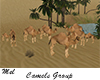 Oasis Camels Goup