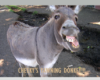 Cheeky's Yawning Donkey