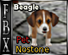 Beagle Nostone Pet